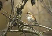 RedwingInBranches