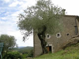 LaTorreOliveTree