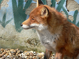 Fox